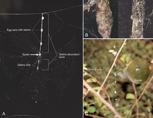 Representative orb webs of Cyclosa mulmeinensis illustrating web architecture and debris decoration