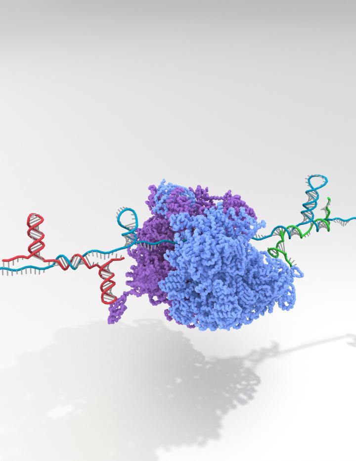 Riborepressor Illustration