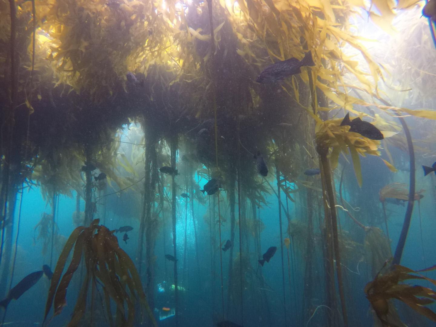 Bull kelp