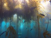 Bull kelp