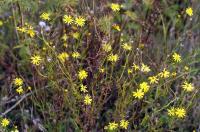 narrow-leaved rattle