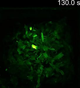 Real-time calcium signals in Dionaea muscipula (Venus flytrap) responding to ants on its leaves