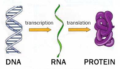 Transmission of Hereditary Information in a Cell