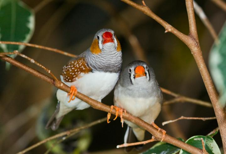Finches
