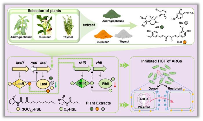 Plant extracts alleviate the risks of human bacterial pathogens from agricultural soil by disturbing quorum sensing