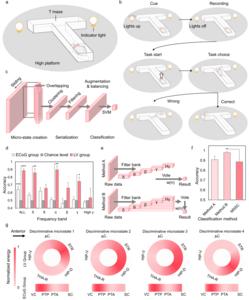 Decoding Memory-Guided Decisions from the Brain’s Ventricular System
