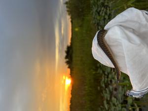Rattlesnakes at increased risk