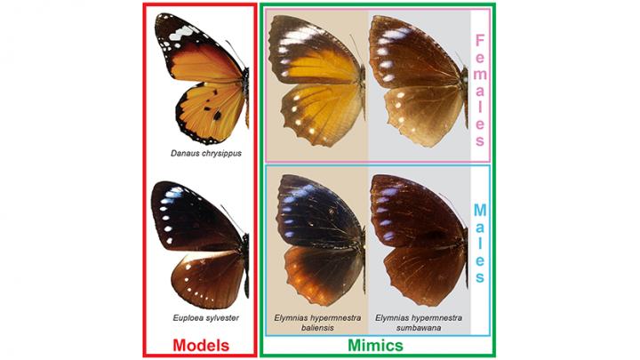 Butterfly Specimens