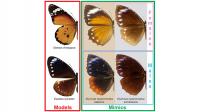 Butterfly Specimens