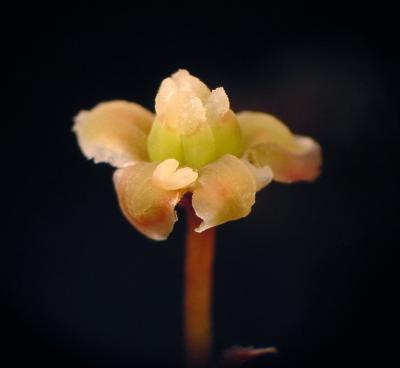 The Origin of Flowers (1 of 3)