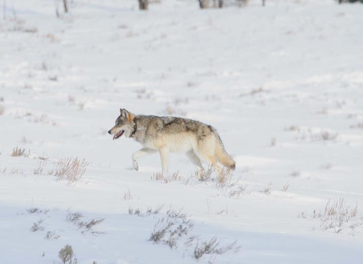 Yellowstone Wolf