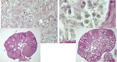 Somatic Reprogramming of Ovaries to Testes