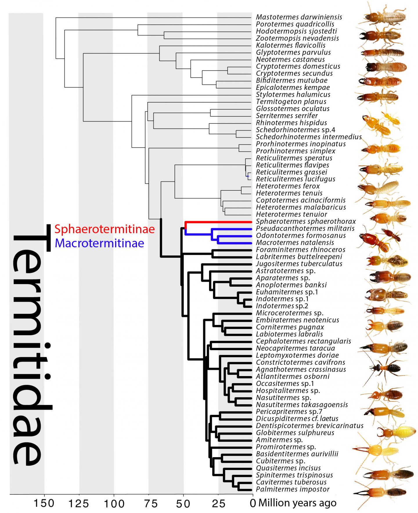 Termite Phylogeny