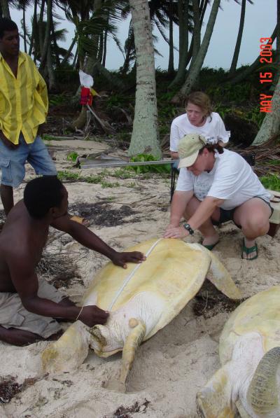 Green Turtle