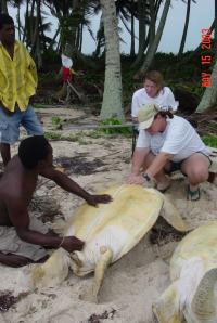Green Turtle