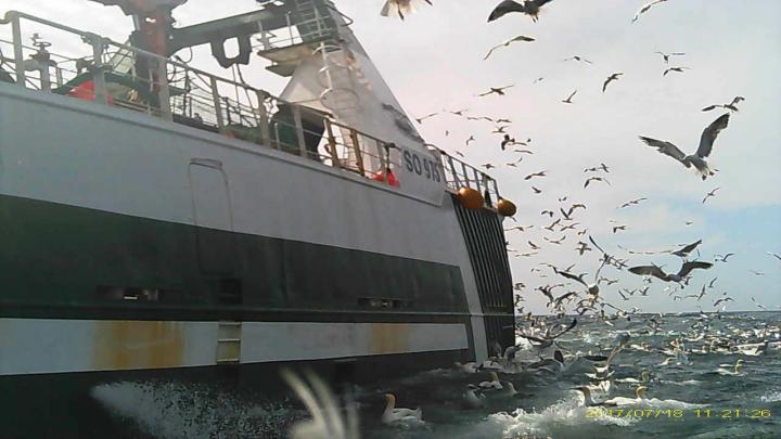 Image Taken by a Camera on the Back of a Northern Gannet