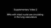Supplementary Video 2