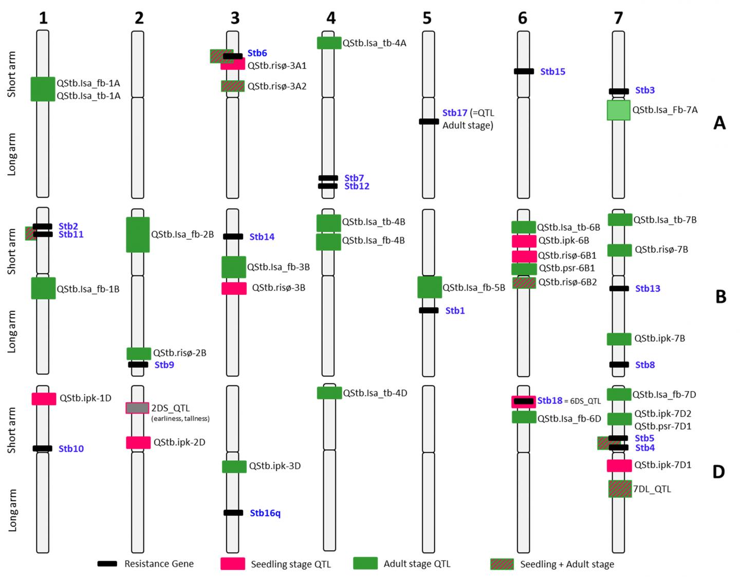 Schematic Chromosome Map of Wheat
