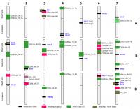 Schematic Chromosome Map of Wheat