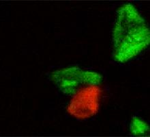 Red/Green Diagnosis