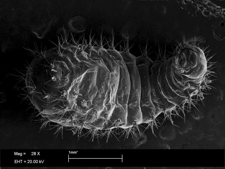 Third-Instar Trap-Jaw Ant Larva