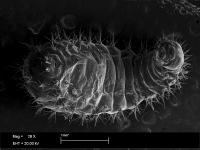 Third-Instar Trap-Jaw Ant Larva