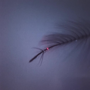 Measuring mosquito ear vibrations
