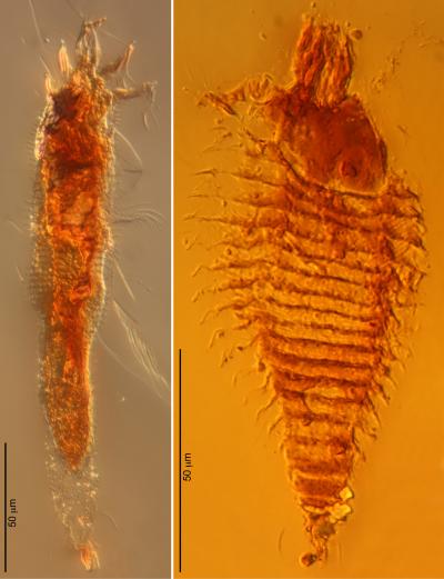 Ancient Mites