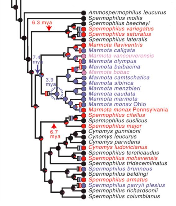 Phylogenetic Tree