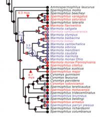 Phylogenetic Tree