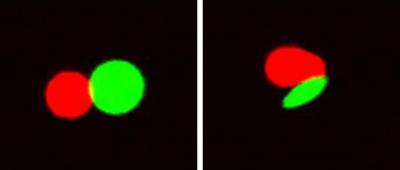 T-cells Interact with Artificial Antigen-Presenting Cells of Different Shapes