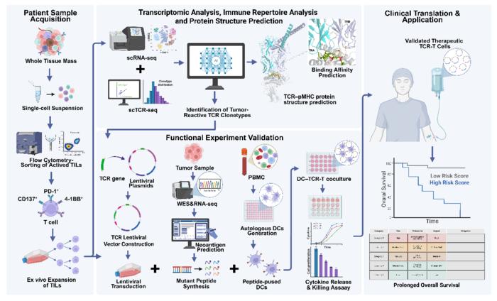 Integrative translational pipeline for AI-driven tumor-reactive TCR discovery, spanning clinical sample acquisition, multi-omic profiling, structural modeling, functional screening, and therapeutic application.