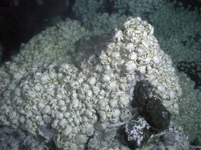 'Hoff' Yeti Crab Colony