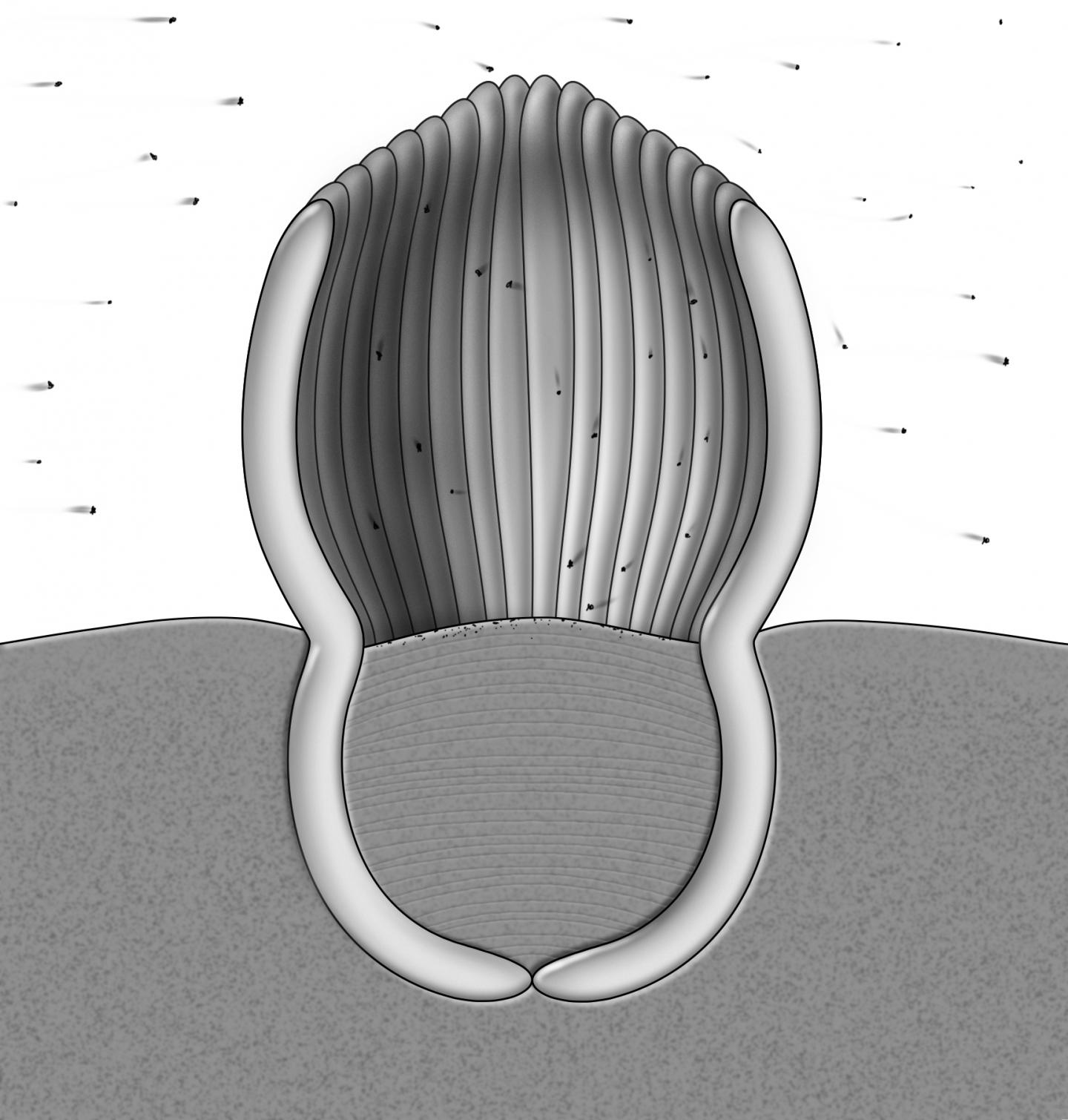 An Ancient Organism's Feeding Habits Gives New Meaning to "Family Style" Meals (2 of 8)