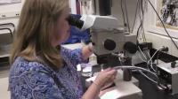Maternal Fever Study – B-roll