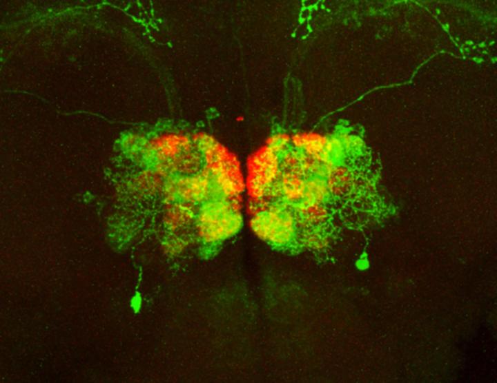 Connections in the Olfactory Circuit
