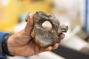 Dr. Jeremy Lockwood with the cervical vertebra (neck) from Istiorachis macarthurae. Credit University of Portsmouth