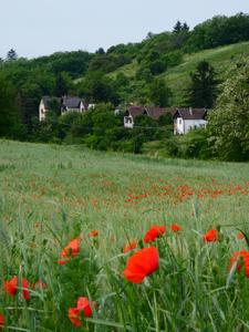 A village embedded in a forested-dominated landscape