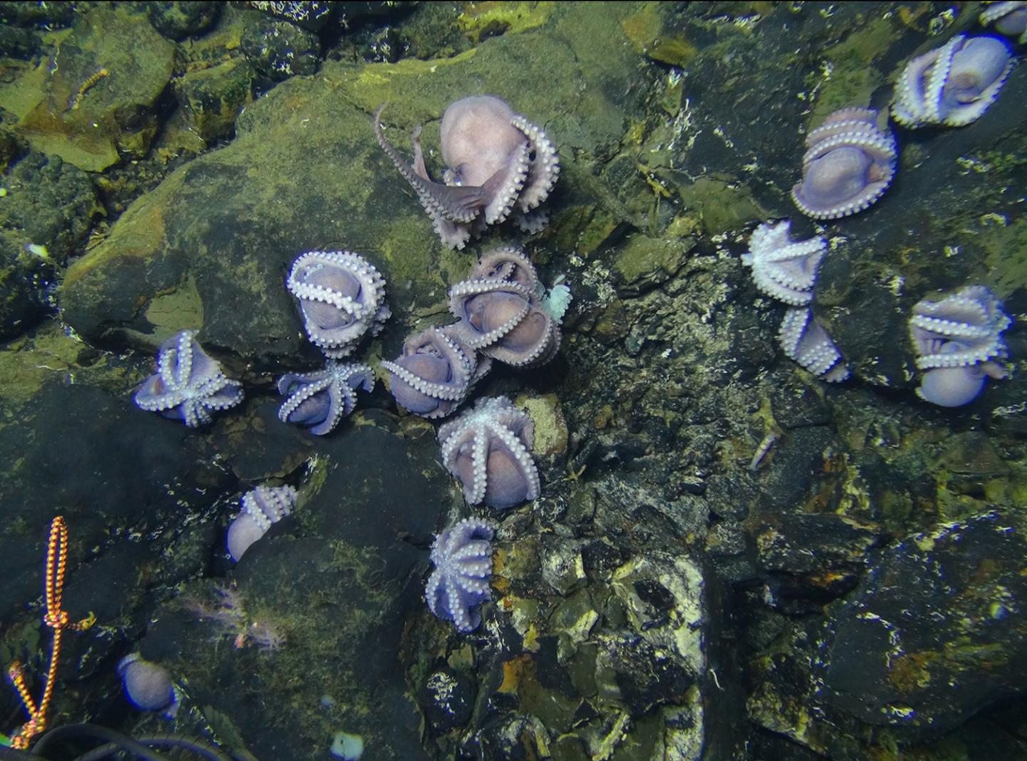 Dorado Octopus