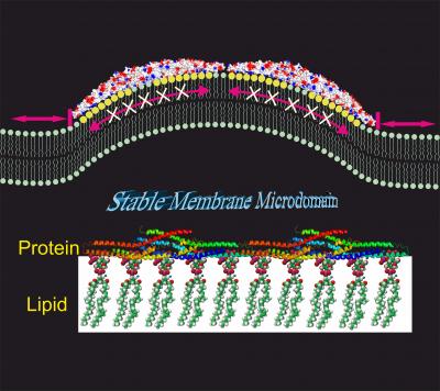 BAR Proteins