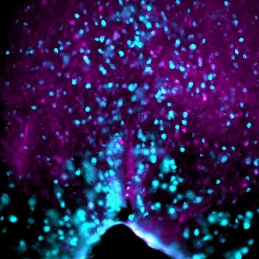 Blue Thirst Neurons