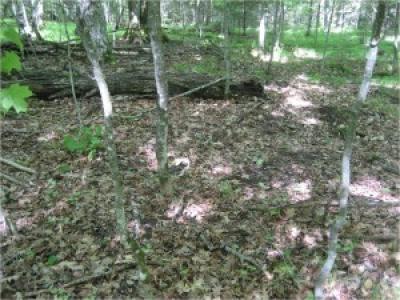 Forest with Heavy Earthworm Invasion