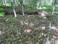 Forest with Heavy Earthworm Invasion