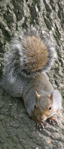Grey squirrel