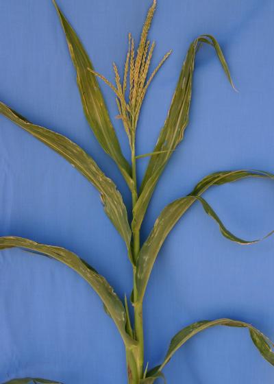 Green Corn