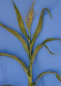 Green Corn