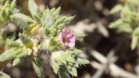 <em>Perdita rhodogastra</em> Desert Bee Collects Pollen