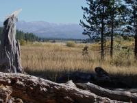 Alder Creek, Sierra Nevada