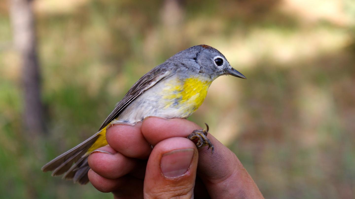 Virginia's Warbler