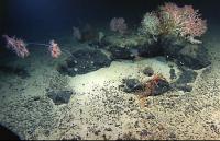 Basalt Rocks on and under the Ocean